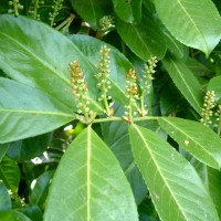 Cherry Laurel